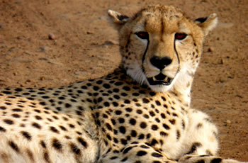 2 Days Nairobi to Masai Mara Safari